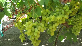 Самородок- столовая форма винограда очень раннего срока созревания (Пузенко Наталья Лариасовна)