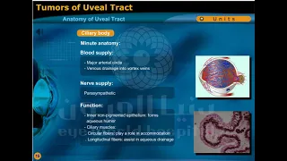 anatomy of uveal tract