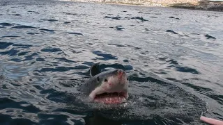 Victim Fights Off Shark for 3 Hours