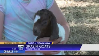 Goats graze Forest Ranch for fire mitigation