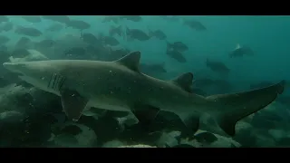 Life Below Water - Grey Nurse Sharks