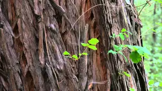 Big Sur, California  4K  by Louay Mahmood Music by Fog Puma