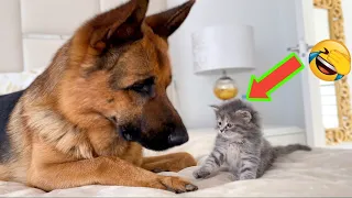 New Funny Videos 2024 😍 Cutest Cats and Dogs 🐱cats funny videos🐶 Part 20