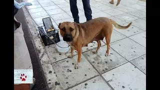 Rescue of a mother dog and her family exploited by a street beggar for profit