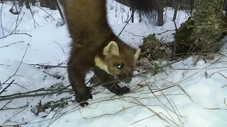 на куницу капканами. приманки. первый дуплет. trapping