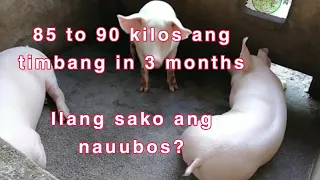 Ilang sako ba ang mauubos ng isang baboy sa loob ng 3 months?|Oonagh Backyard Farm