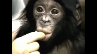 Chimpanzee Video   cute and funny baby of chimpanzee