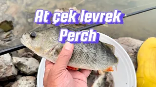 At çek levrek avı perch Eğrekkaya barajı  #perch #fishing #levrek #kızılcahamam #ankara #camlidere