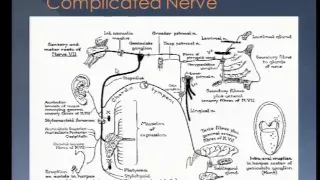 Cranial Nerve Disorders part 2, 1/21/15