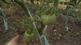 Формирование цветочных кистей томатов в теплице