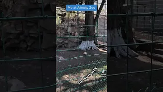 ⚡️ Что случилось в Алматынском Зоопарке!? Me at the Zoo 2023 / Vulture Cat Culture