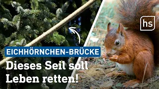 Immer wieder sterben Eichhörnchen in Rimbach im Odenwald | hessenschau