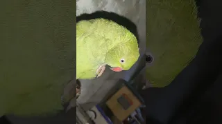 parrot clean time