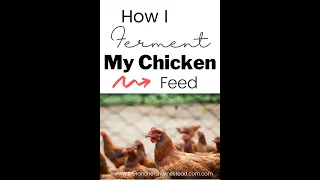 How I Ferment My Chicken Feed