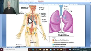 Introduction to anatomy in English 8 (Cartilage ) , by Dr. Wahdan .