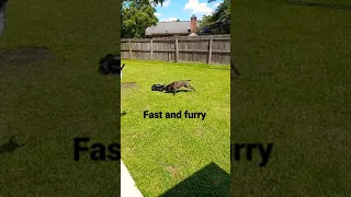 Fast and furry