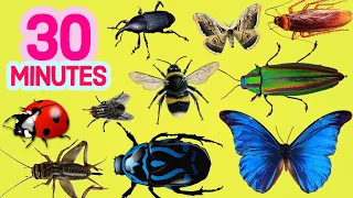 30 minutes learn insects