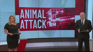 Animal Attack