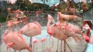 Feed the Flamingos! SeaWorld San Diego