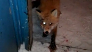 ZOMBIE FOX!