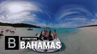 Swimming Pigs of the Bahamas in 360