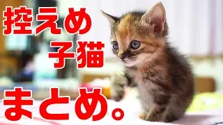 控えめに言って可愛すぎる子猫シリーズ完結記念まとめ