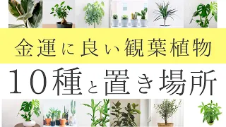 置くだけ簡単☆金運に良い観葉植物10種と置き場所を紹介【風水財布研究家】