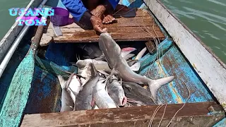 Pancing rawai kusut di hajar ikan ini.......