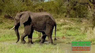 ДИКИЕ ЖИВОТНЫЕ ЮЖНОЙ АФРИКИ Wild animals of South Africa 4 серия