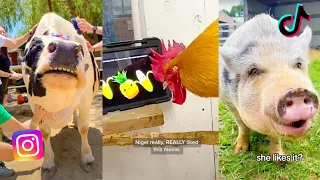 Funniest Farm Animals Of Tik Tok and Instagram | The Gentle Barn Funny Videos Compilation