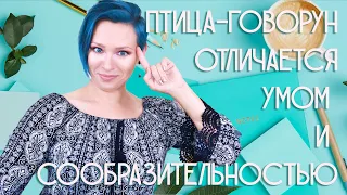 #СлепойЗатест Угадываем Пирамиду и Цену Ароматов ft Мистические Совпадения