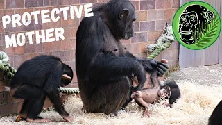 Mother Chimpanzee Warns Chimps Don't Get Too Close To Baby