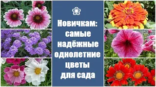 ❀ Новичкам: самые надёжные однолетние цветы для сада