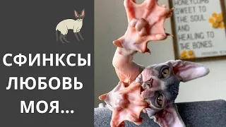 Сфинксы Кошки. Какие они.  Коротко о породе.