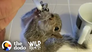 Wild Squirrel Decides To Live Next To The Guy Who Rescued Him | The Dodo Wild Hearts