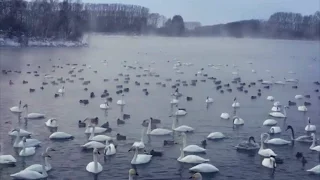 Лебединая песня🎼 Невероятно красиво!