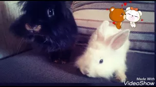 Любовь /Кролики🐰🐰🐇🐇🌈/Цезарь /Изюмка/😘😘😍💏💖🌼💍💕💞💞💑👯👯