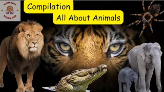 All About Animals| Learn about animals| lion,Tiger,Elephant,crocodile,spider @Kidokidzstoryhub