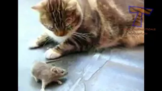 Cats scared of mice and birds   Funny cat compilation 720p