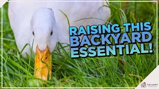 Quack-tastic Pekin Ducks: The Complete Guide to this Adorable and Adaptable Breed!