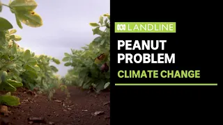 Australia's historic 'peanut capital' is running out of nuts because of climate change | ABC News