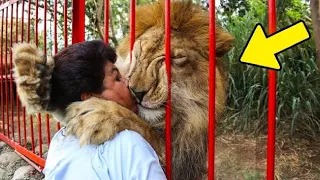 Lion Reunites With His 'human' Mother After 12 Years，But A Minute Later, He Does This!