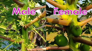 Male vs Female Papaya Tree #nature #glimpse #villagelife