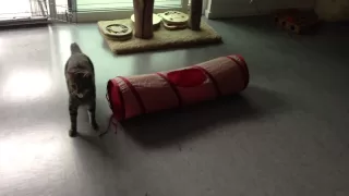 Oskar the Blind Cat Shows Off His Mad Tunnel Skills