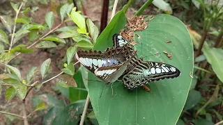 What's fantastic color of butterfly #butterfly #how #butterflylifecycle #butterflyfarm #viral