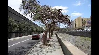 Санта-Крус-де-Тенерифе - Santa Cruz de Tenerife. Мосты, Музеи и др.достопримечательности столицы