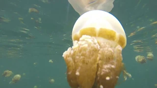 Dive Misool Raja Ampat - Manta - Shark - Stingless Jellyfish