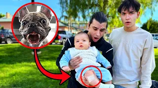 HELP! My Dog ATTACKED His Baby..