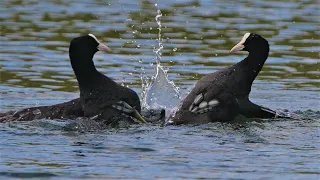 Epischer Kampf zwischen Blässhühnern (Teil 2) / Dramatic fight between eurasian coots (Part 2)