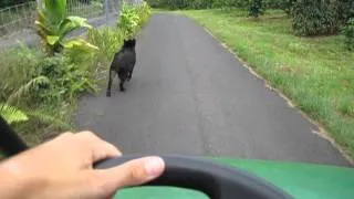 Chasing a Wild Boar off the Farm